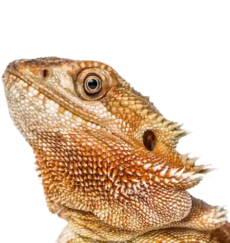 lizard